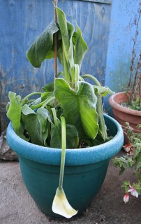 Calla Lily