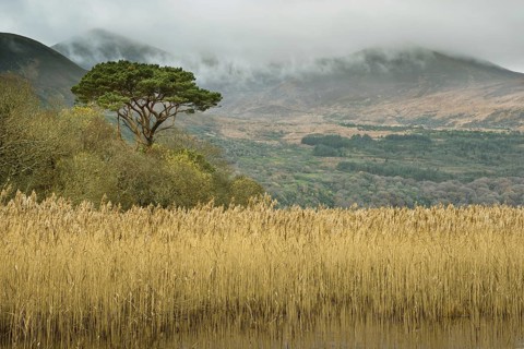 Common reed