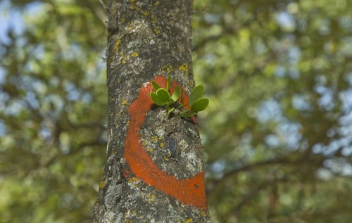 Red-berried Mistletoe