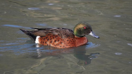 Chestnut-breasted teals