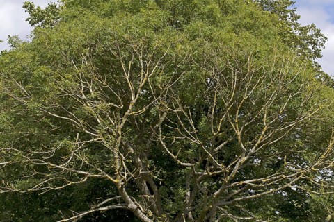 Common Ash