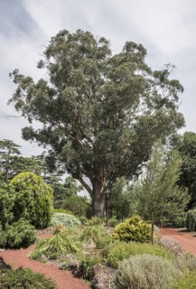 Blue Eucalyptus