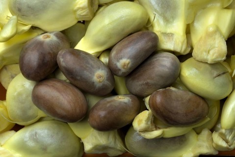 Chempedak