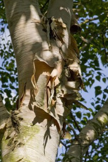 Erman's birch