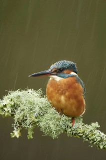 Common kingfisher