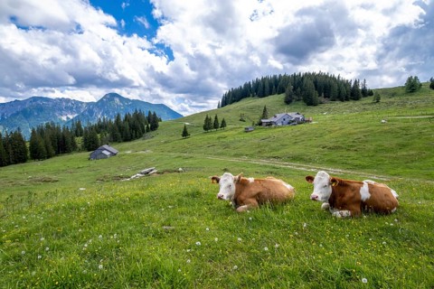 Cows