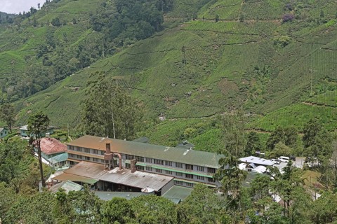 Tea Plantation