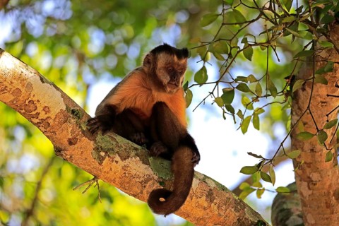 Brown Capuchin