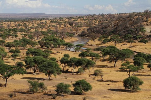 Tarangire River