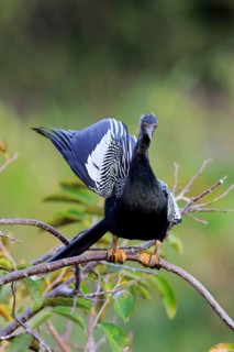 Anhinga
