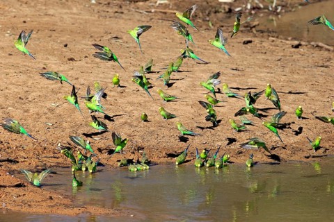 Budgie
