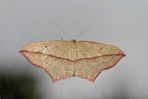 Dock moth