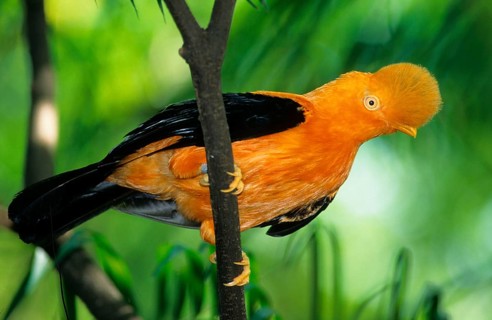 Rupicola peruvianus