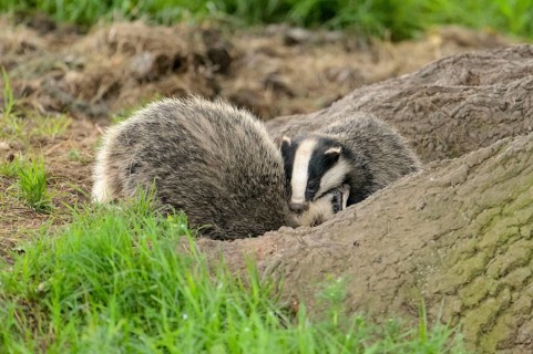 Eurasian Badger