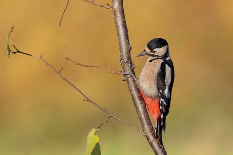 Great Spotted Woodpecker