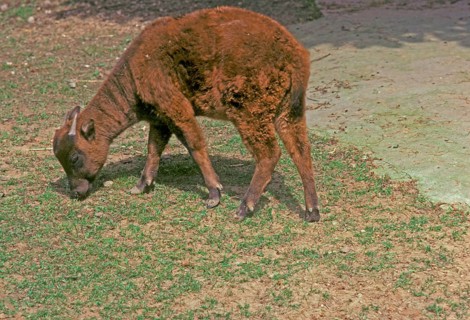 Mountain anoa