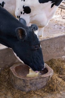 Domestic Cattle