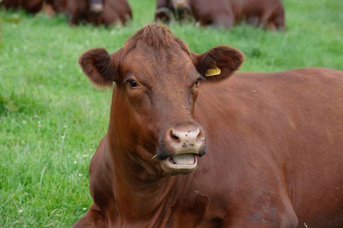 Domestic Cattle