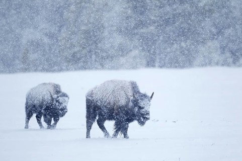 North American Bison