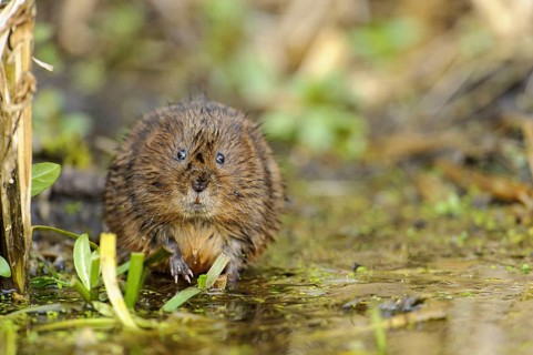 Eastern vole