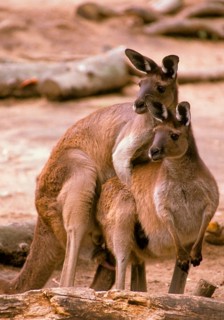 Western Grey Giant Kangaroo