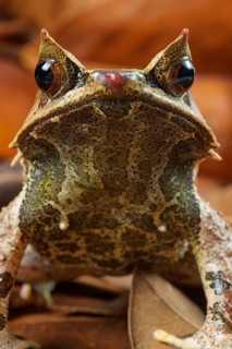 Toad frog