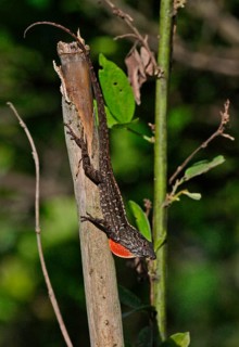 Jamaican jamaican gray anole