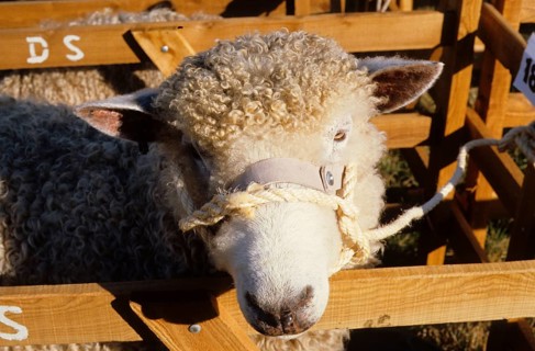 Domestic sheep