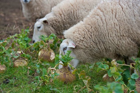Domestic sheep