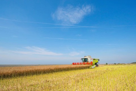 Oilseed Rape