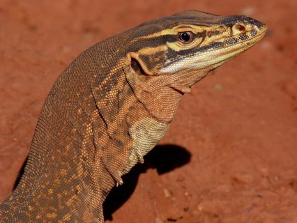 Argus monitor