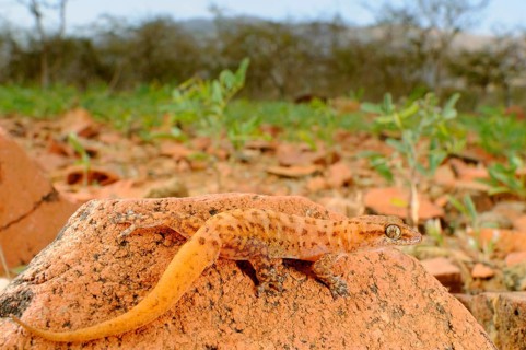 Half-fingered gecko