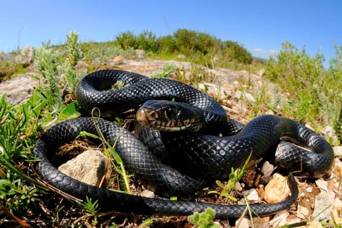 Western green whip snake
