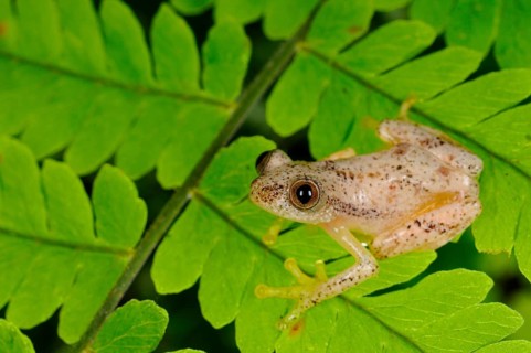 Liberian Banana Frog