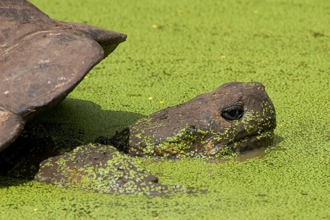 Testudo elephantopus porteri porteri porteri