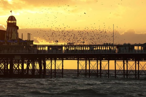 Common common starling