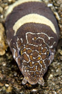 Adult napoleon snake eel
