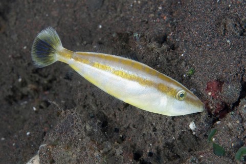 Rhinoceros Filefish