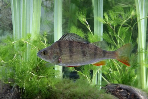 Perch