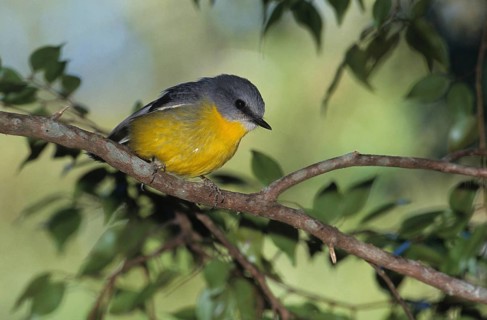 Golden-bellied Flycatcher