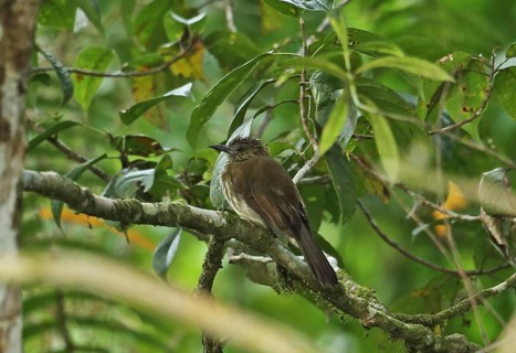 Cream-striped Bulbul