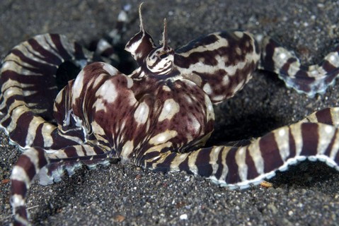 Octopus