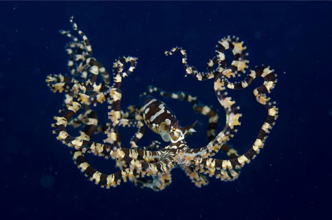 Octopus