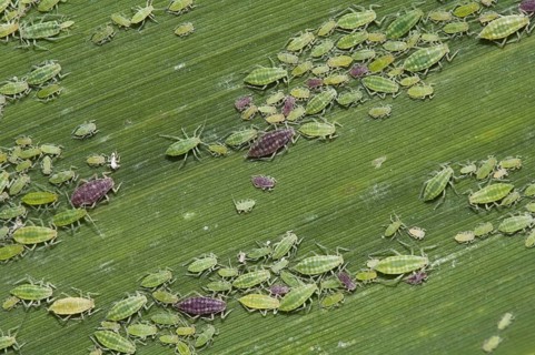 Mealy Plum Aphid