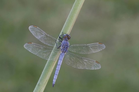 Orthetrum coerculescens