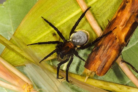 Diving bell spider