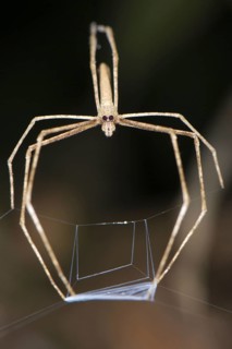 Net-casting spider