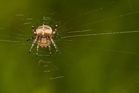 Garden cross spider