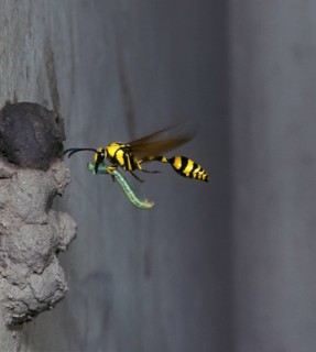 Clay Wasp