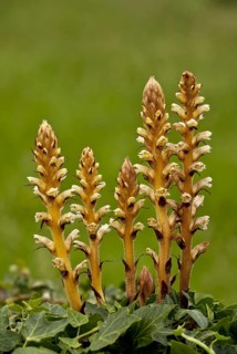 Ivy Broomrape